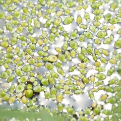 Wolffia brasiliensis