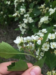Crataegus acutifolia