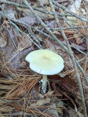 Amanita stranella
