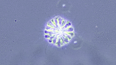 Anthophysa vegetans