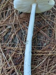 Amanita stranella