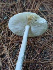 Amanita stranella