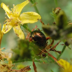 Chrysolina varians