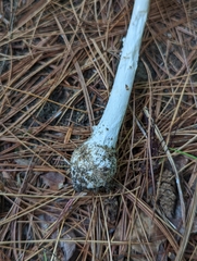 Amanita stranella