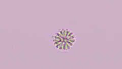 Anthophysa vegetans