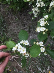 Crataegus acutifolia