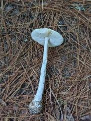 Amanita stranella
