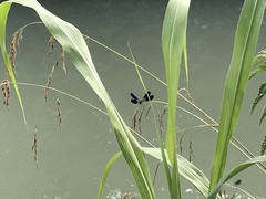 Calopteryx splendens