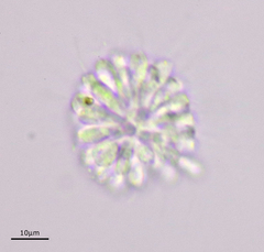 Anthophysa vegetans
