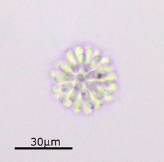 Anthophysa vegetans