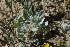 Atriplex argentea