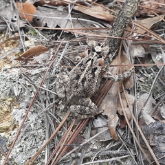 Incilius porteri