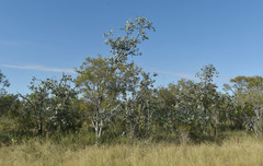 Melaleuca acacioides