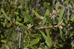 Melaleuca acacioides