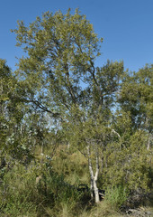 Melaleuca acacioides