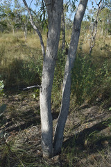 Melaleuca acacioides