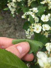 Crataegus acutifolia