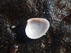 Chioneryx cardioides