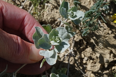 Atriplex argentea