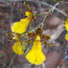 Oncidium graminifolium
