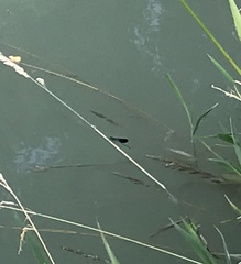 Calopteryx splendens