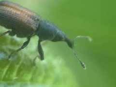 Magdalis armicollis