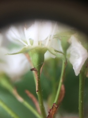 Crataegus acutifolia