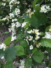 Crataegus acutifolia