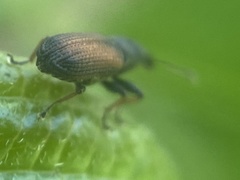 Magdalis armicollis