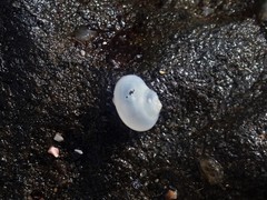 Crosseola concinna