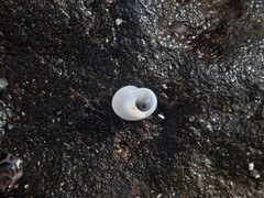 Crosseola concinna