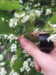 Crataegus acutifolia