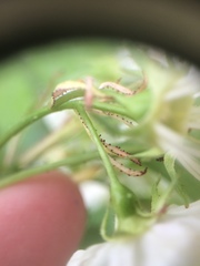 Crataegus acutifolia