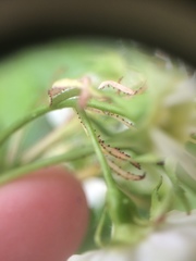 Crataegus acutifolia