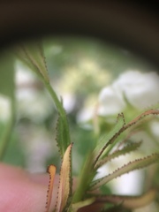 Crataegus acutifolia