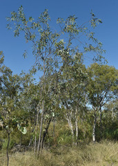 Acacia leptocarpa