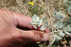 Atriplex argentea