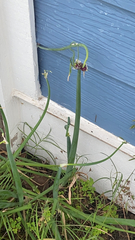 Allium proliferum