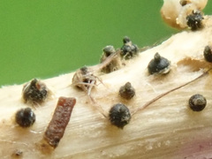 Leptosphaeria acuta