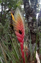 Tillandsia lampropoda