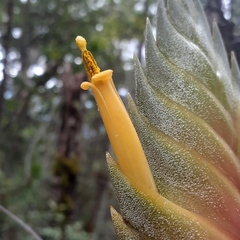 Tillandsia lampropoda