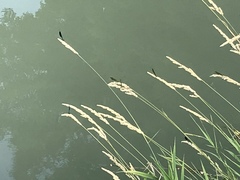 Calopteryx splendens