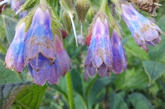 Symphytum asperum