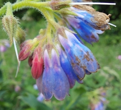 Symphytum asperum