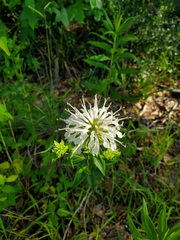Monarda lindheimeri