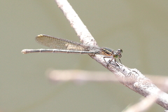 Pseudagrion jedda