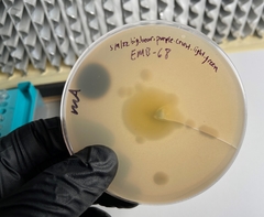 Penicillium citreosulfuratum