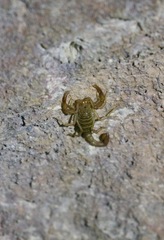 Serradigitus wupatkiensis