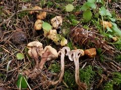 Cudonia confusa