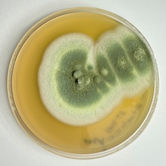 Penicillium citreosulfuratum